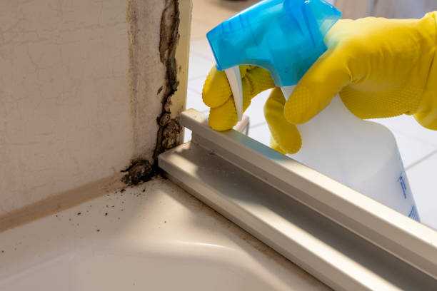 Mold Removal and Inspection in Gridley, CA