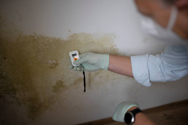 Best Best Mold Removal Companies  in Gridley, CA