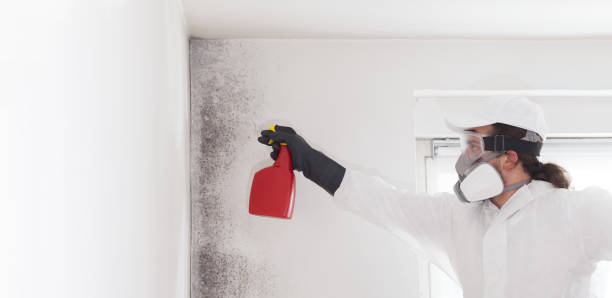 Best Toxic Mold Removal  in Gridley, CA