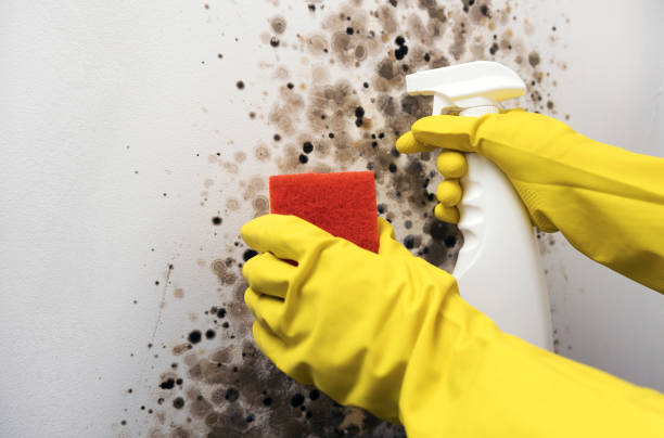 Best Fast Mold Removal  in Gridley, CA