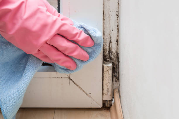 Best Mold Testing  in Gridley, CA