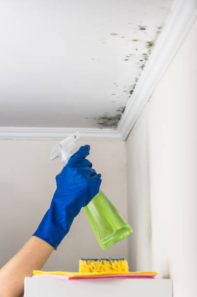 Best Professional Mold Removal  in Gridley, CA